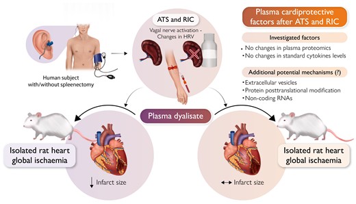Importance of vagal-spleen axis in cardioprotection.