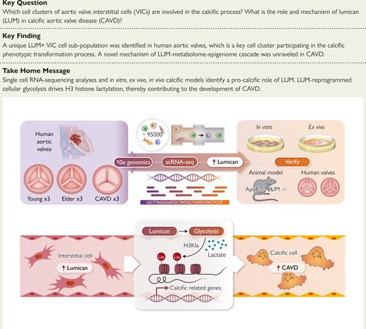 Single-cell RNA-sequencing (scRNA-seq) delineated the process of valve interstitial cell (VIC) pathological transformation and highlighted the significance of lumican (LUM) as a novel molecule in this process. The pro-calcification role of LUM was confirmed in the in vitro, ex vivo, and ApoE−/−//LUM−/− double knockout mice. The LUM induced osteogenesis in VICs via augmentation of cellular glycolysis, resulting in the accumulation of lactate. Subsequent multi-omic approaches and molecular biological verification unveiled a novel LUM driving H3 histone modification, lactylation, which plays a role in facilitating valve calcification