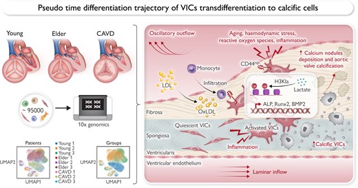 scRNA-seq analysis of human aortic valve samples from young, elderly, and calcified CAVD patients reveals the pseudo-time differentiation trajectory of VICs transdifferentiating to osteogenic-like cells. Ageing, haemodynamic stress, reactive oxygen species, and inflammation, followed by lipid accumulation, trigger procalcific LUM expression in CD44high VICs which induces VIC osteogenesis via activation of inflammatory pathways and augmentation of cellular glycolysis, resulting in the accumulation of lactate. In addition to regulating the inflammatory response, LUM promotes the expression of the osteogenic genes (ALP, Runx2, and BMP2), enhancing the aortic valve calcification process in CAVD through epigenetic modifications—lactylation of the H3 histone in lysine residues 14 and 9. ALP, alkaline phosphatase; BMP, bone morphogenetic protein; CAVD, calcific aortic valve disease; LUM, lumican; Runx2, Runt-related transcription factor 2; scRNA-seq, single-cell RNA sequencing; VIC, valve interstitial cell