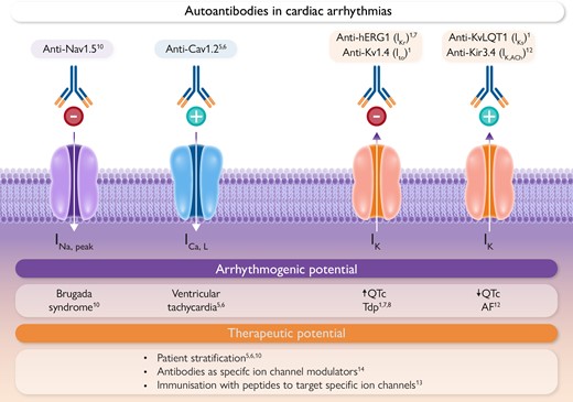 Role of autoantibodies against atrial and ventricular ion channels in cardiac arrhythmias and their therapeutic potential. Autoantibodies targeting various cardiac ion channels can have inhibitory (−) and stimulatory (+) effects on depolarizing (purple: INa,peak and ICa,L) and repolarizing (green: IK) ion currents, contributing to pathogenesis of various cardiac arrhythmias, including atrial fibrillation (AF). Additionally, autoantibodies may offer opportunities to develop specific and personalized antiarrhythmic therapeutic approaches. For a detailed explanation, please refer to the text. INa,peak, peak sodium current; ICa,L, L-type-calcium current; IK, potassium current; QTc, corrected QT-interval; Tdp, Torsades de pointes tachycardia.