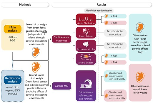 Mendelian randomization study evaluating the causal relevance of birth weight on cardiovascular structure, function, and disease risk. UKB, UK Biobank; EGG, Early Growth Genetics Consortium; MRI, magnetic resonance imaging.12