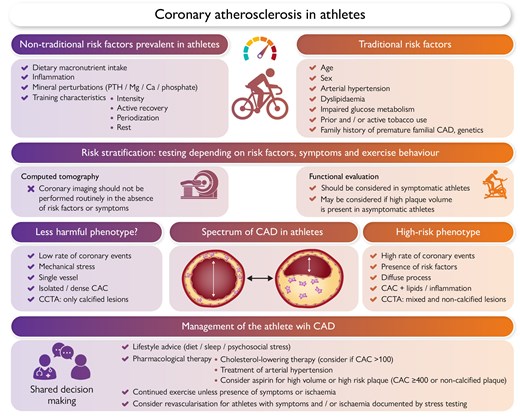 Evaluation and management of athletes at risk of coronary atherosclerosis. CAC, coronary artery calcification; CAD, coronary artery disease; CCTA, coronary computed tomography angiography; PTH, parathyroid hormone.
