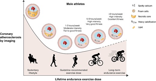 The relationship between lifetime endurance exercise dose and coronary atherosclerosis by non-invasive coronary imaging in male athletes4–7