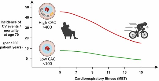 Cardiovascular event rates plotted with respect to cardiorespiratory fitness and coronary artery calcification score. Adapted from Radford et al.96