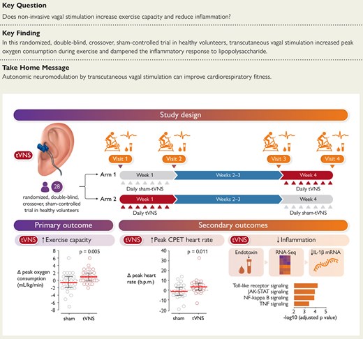 Methods, primary and secondary outcomes for randomized, double-blind, crossover, sham-controlled trial of non-invasive vagal stimulation in healthy volunteers. tVNS, transcutaneous vagus nerve stimulation; CPET, cardiopulmonary exercise test; RNAseq, RNA sequencing; IL-1β mRNA, interleukin-1 beta messenger RNA; JAK-STAT, Janus kinase signal transducer and activator of transcription; NF-kappa B, Nuclear factor kappa-light-chain-enhancer of activated B cells; TNF, tumour necrosis factor.