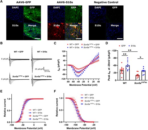 S10s gene therapy increases sodium current density in cardiomyocytes isolated from wild type and Scn5a+/Δ7bp mice. (A) Immunofluorescence staining images of P2A-tagged S10s in mouse left ventricles. GFP expression was observed in mice injected with AAV6-GFP and AAV6-S10s while S10s expression was only observed in mice injected with AAV6-S10s. Remote non-injected site was used as negative control. Scale bars represent 200 µm. (B) Typical sodium currents (INa) in cardiomyocytes isolated from mice injected with AAV6-GFP or AAV6-S10s. Each group contains 8–12 cells isolated from 3 to 4 mice. (C) Average current–voltage relationships of INa density. (D) Peak INa at −20 mV. (E) Activation curves of INa. (F) Inactivation curves of INa. Data are presented as mean ± SEM. Data were compared using two-way ANOVA with post hoc Fisher’s Least Significant Difference (LSD) test. *P < .05; **P < .01