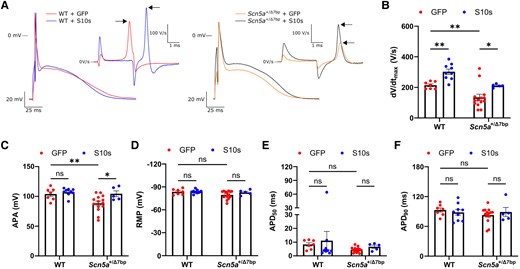 S10s gene therapy rescues the phenotypes of Scn5a+/Δ7bp cardiomyocytes. (A) Typical examples of action potentials (APs) elicited at 6 Hz stimulation and their time derivatives near the upstroke (insets) of cardiomyocytes isolated from mice injected with AAV6-GFP or AAV6-S10s. Arrows indicate the maximal action potential upstroke velocity (dV/dtmax). (B–F) Action potential parameters of cardiomyocytes isolated from mice injected with AAV6-GFP or AAV6-S10s. Each group contains 5–14 cells isolated from 3 to 4 mice. (B) dV/dtmax. (C) AP amplitude (APA). (D) Resting membrane potential (RMP). (E) AP duration at 50% of repolarization (APD50). (F) AP duration at 90% of repolarization (APD90). Data are presented as mean ± SEM. Data were compared using two-way ANOVA with post hoc Fisher’s LSD test. *P < .05, **P < .01; ns, not significant