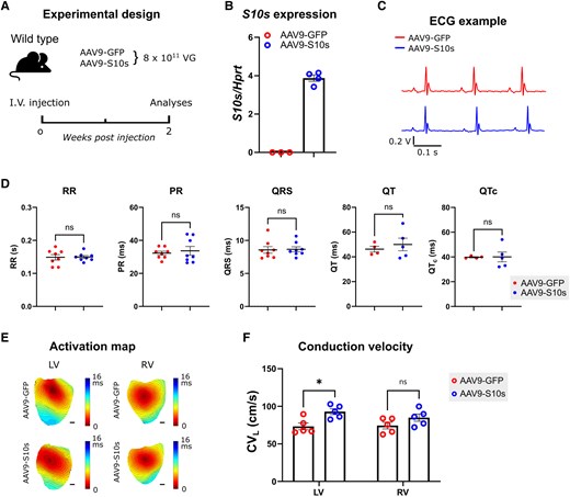 S10s gene therapy increases cardiac conduction velocity in wild type mice. (A) Schematic diagram of the experimental design. (B) mRNA expression level of S10s in left ventricles of wild type mice injected with AAV9-GFP or AAV9-S10s. (C) Typical ECG traces. (D) Average ECG parameters. (E) Representative activation maps of ventricles. Scale bars represent 1 mm. (F) Epicardial longitudinal conduction velocity (CVL) measured from ventricles stimulated at 8 Hz. Data are presented as mean ± SEM. Data were compared using Student’s t-test (D) or two-way ANOVA with post hoc Fisher’s LSD test (F). *P < .05; ns, not significant
