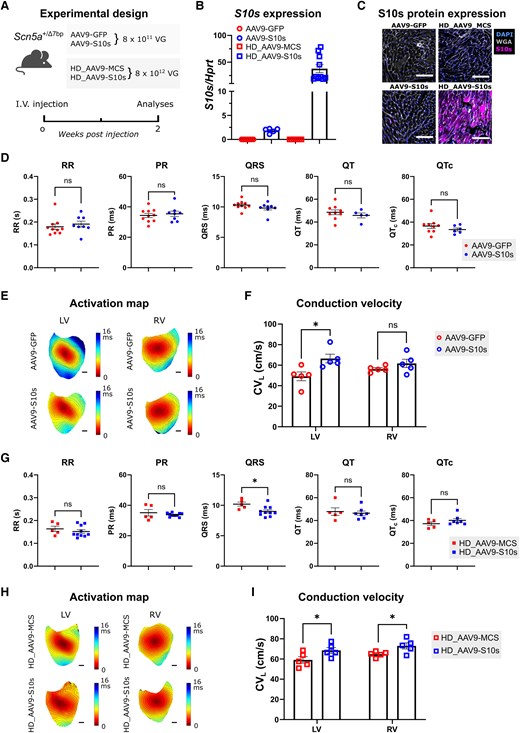 S10s gene therapy improves cardiac conduction in Scn5a+/Δ7bp mice. (A) Schematic diagram of the experimental design. (B) mRNA expression level of S10s in left ventricles of Scn5a+/Δ7bp mice injected with AAV vectors. (C) Immunofluorescence staining images of P2A-tagged S10s. S10s expression was detected in HD_AAV9-S10s injected hearts. Scale bars represent 200 µm. (D) Average ECG parameters from Scn5a+/Δ7bp mice injected with AAV9-GFP or AAV9-S10s. (E) Representative activation maps of ventricles. Scale bars represent 1 mm. (F) Epicardial longitudinal conduction velocity (CVL) measured from ventricles stimulated at 8 Hz. (G) Average ECG parameters from Scn5a+/Δ7bp mice injected with HD_AAV9-MCS or HD_AAV9-S10s. (H) Representative activation maps of ventricles. Scale bars represent 1 mm. (I) Epicardial CVL measured from ventricles stimulated at 8 Hz. Data are presented as mean ± SEM. Data were compared using Student’s t-test (D and G) or two-way ANOVA with post hoc Fisher’s LSD test (F and I). *P < .05; ns, not significant