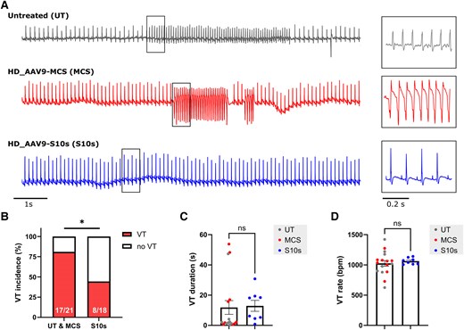 S10s gene therapy protects against ventricular tachycardia in mice. (A) Typical ECG tracing of ventricular tachycardia induction following ischaemia–reperfusion injury. Higher magnification tracings are provided on the right. (B) Incidence of ventricular tachycardia. Number of animals with ventricular tachycardia and total number of animals studied are presented within the associated bar charts. (C) Total ventricular tachycardia duration per animal. (D) Average ventricular tachycardia rate per animal. Data are presented as percentage (B) or mean ± SEM (C and D). Data were compared using Fisher’s exact test (B) or Student’s t-test (C and D). Untreated and HD_AAV9-MCS groups were first compared and later combined into one control group, as no significant differences were found between untreated and HD_AAV9-MCS groups.*P < .05; ns, not significant