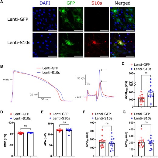 S10s overexpression increases action potential upstroke velocity in human iPSC-derived cardiomyocytes. (A) Immunofluorescence staining images of GFP and P2A-tagged S10s in hiPSC-CMs. S10s expression was detected in hiPSC-CMs transduced with Lenti-S10s but not in hiPSC-CMs transduced with Lenti-GFP. Scale bars represent 50 µm. (B) Typical examples of action potentials elicited at 1 Hz (left) and their time derivatives near the upstroke (right) from hiPSC-CMs transduced with Lenti-GFP or Lenti-S10s. Arrows indicate the dV/dtmax. (C–G) dV/dtmax, RMP, APA, APD50) and APD90 from hiPSC-CMs transduced with Lenti-GFP or Lenti-S10s. Each group contains 13–14 cells from three differentiations. Data are presented as mean ± SEM. Data were compared using Student’s t-test. *P < .05; ns, not significant