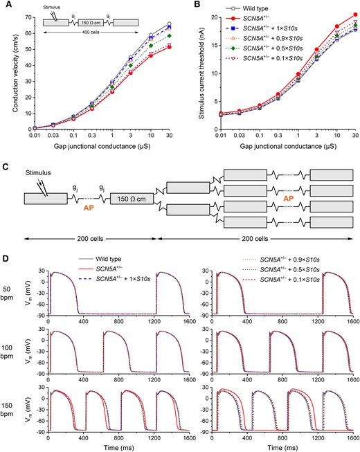 S10s gene therapy improves conduction and increases excitability in a simulated strand of human left ventricular cardiomyocytes. (A) Longitudinal conduction velocity in a simulated linear strand of human left ventricular cardiomyocytes as a function of gap junctional conductance (gj). Complete loss-of-function mutation in SCN5A simulated by a 50% decrease in NaV1.5 conductance (‘SCN5A+/−’) and the effect of S10s, provided 100% successful transduction, as an 80.4% increase in remaining Nav1.5 conductance to 90.2% of the wild type Nav1.5 conductance (‘SCN5A+/− + 1×S10s’). Data for 0.9×, 0.5×, and 0.1× S10s overexpression levels obtained by scaling the 80.4% increase accordingly. Individual cells of the 400-cell strand (inset) described according to the human left ventricular cell model by Ten Tusscher et al.,20 as updated by Ten Tusscher and Panfilov.21 Myoplasmic resistivity set to 150 Ω·cm.33 (B) Stimulus current threshold of the 400-cell strand as a function of gj. (C) Structure of the 400-cell strand with branches at cells #200 and #201 of the strand used to simulate an increased electrical load. gj set to 10 µS in the associated simulations. (D) Action potential conduction in the branched strand of (C) at stimulus rates of 50 (top), 100 (middle), and 150 beats/min (bottom). Action potentials of cells #100 (left) and #300 (right) of the strand, as indicated by ‘AP’ in (C), under control conditions (wild type) and in case of SCN5A+/− and SCN5A+/− + 1×S10s. Action potentials in case of 0.9×, 0.5×, and 0.1× S10s overexpression levels are also shown
