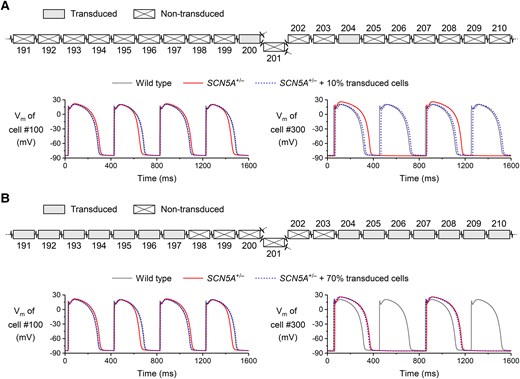 Evaluation of S10s gene therapy in a setting of non-uniform transduction. (A,B) Configuration of transduced vs. non-transduced cells in the strand (top) and associated action potential conduction at 150 b.p.m. (bottom). (A) Successful rescue of the 2:1 block upon transduction of the cells at positions 200 and 204. (B) Rescue fails when none of the cells near the splits are transduced. Transduction simulated by increasing the NaV1.5 conductance of the transduced cell to 90.2% of its WT level (i.e. the average level observed in the voltage clamp experiments of Figure 1)