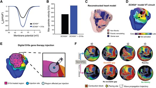 S10s suppresses arrhythmia induction in a 3D human whole-heart model. (A) Current–voltage relationships of INa. (B) The dV/dtmax of the steady-state action potentials at 1 Hz pacing. (C) Reconstructed ventricular model with three different tissue types: non-fibrotic myocardium (pink), fibrotic remodelling (grey) and dense scar (dark blue). Scar region is non-conductive; the non-fibrotic myocardium exhibits altered electrophysiological (EP) properties due to the SCN5A mutation, while the fibrotic regions include additional fibrosis-induced changes in electrophysiological properties. (D) Activation patterns of the ventricular tachycardia re-entrant circuit induced by validated in silico rapid pacing protocol at the base of the SCN5A+/− heart model. (E) Schematics describing digital S10s treatment delivery method. The magenta patch indicates the region affected by gene therapy, with the spatial distribution of simulated injection sites visualized in cyan colour. In the right close-up figure, the semi-transparent circle represents a 1-cm radius region affected by each simulated injection. In total, 16 injections were applied to ensure full transmural coverage of the region associated with the ventricular tachycardia circuit. (F) Comparison of wavefront propagation following rapid pacing in the heart model before (top) and after (bottom) S10s gene therapy is applied. Each row shows a series of frames that depict the continuous wave propagation in a portion of the 3D whole-heart model. The images in each column show the same instant of the simulation. Yellow stars stand for the pacing location; red lines with yellow contours mark the conduction block. Electrical wave propagation trajectories were marked in white arrows. The dotted region marks the location of excitable gap that occurred at t1. For the SCN5A+/− model, a sustained re-entry was induced. For the SCN5A+/− + S10s model, no re-entry was induced