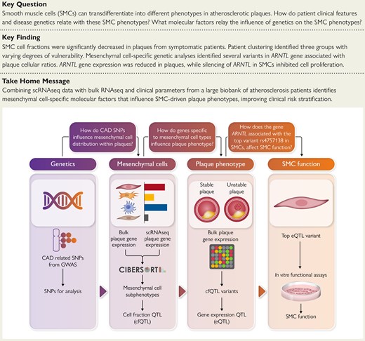 An overview of the scientific questions, workflow design, and main findings of the study. CAD, coronary artery disease; GWAS, genome-wide association study; scRNAseq, single cell RNA sequencing; SMC, smooth muscle cell; SNP, single nucleotide polymorphism.