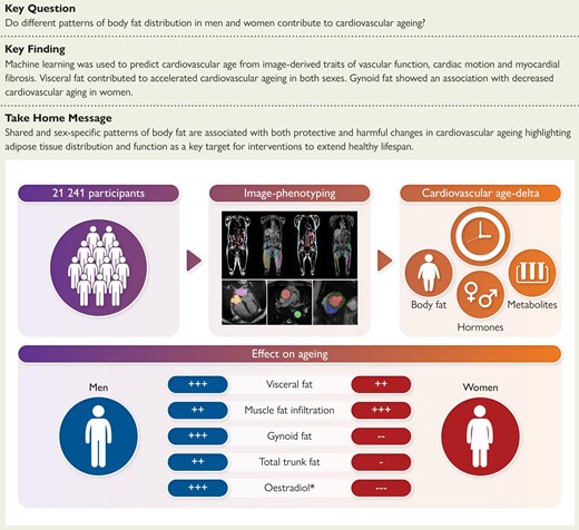 The association of body fat phenotypes and cardiovascular ageing was assessed in 21 241 participants. This showed how shared and sex-specific patterns of body fat are associated with protective and harmful changes in cardiovascular ageing. *Protective effects of oestradiol in pre-menopausal women.
