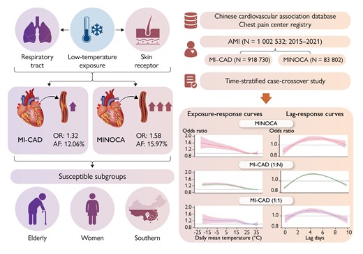 Distinct impact of low-temperature exposure on the onset of myocardial infarction with obstructive coronary artery disease and myocardial infarction with non-obstructive coronary arteries. The risk of acute myocardial infarction associated with low-temperature exposure was more pronounced in patients with myocardial infarction with non-obstructive coronary arteries than in patients with myocardial infarction with obstructive coronary artery disease. These associations were stronger in the elderly, women, and residents of the southern region. AF, attributable fraction; AMI, acute myocardial infarction; MI-CAD, myocardial infarction with obstructive coronary artery disease; MINOCA, myocardial infarction with non-obstructive coronary arteries; OR, odds ratio16