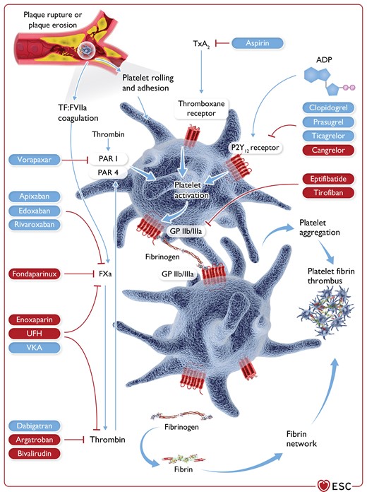 Antithrombotic drugs for chronic coronary syndromes: pharmacological targets.