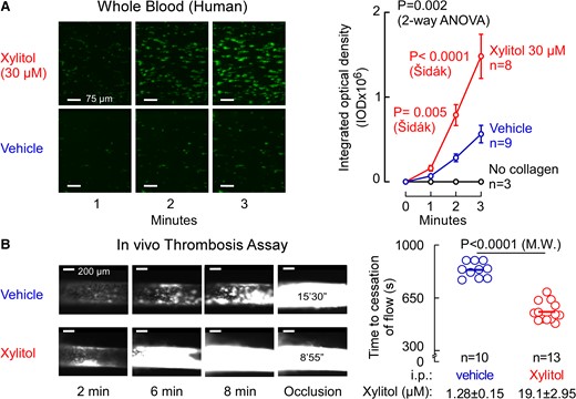 Xylitol enhances in vivo clot formation. (A) Human platelet adhesion in whole blood to a collagen-coated microfluidic chip surface under physiological shear conditions ± xylitol. Representative images of platelet (green) adhesion at the indicated times (scale bar, 50 μm). P-values were calculated by two-way repeated measures ANOVA with Šídák’s post hoc test. Overall, P-value (xylitol effect) is shown in black, and Šídák’s post hoc test P-values are shown in red over the three follow-up times. Data is represented as means (±SEM). (B) Representative micrographs of carotid artery thrombus formation at the indicated time points following FeCl3-induced carotid artery injury (scale bar, 200 μm) and time to cessation of blood flow in mice from indicated groups i.p. injected with vehicle or xylitol. Bars represent means, and two-sided P-values were calculated by Mann–Whitney test. Plasma xylitol concentrations in both groups are indicated as means (±SEM)