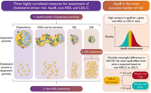 Apolipoprotein B is the most accurate marker of cholesterol-driven risk. Three distinct yet highly correlated cholesterol measures are recommended by guidelines to assess cholesterol-driven risk: (1) apolipoprotein B (apoB), (2) non-high densty lipoprotein cholesterol (non-HDL-C) and (3) low-density lipoprotein cholesterol (LDL-C). Sniderman et al. demonstrate in the UK Biobank that for a given non-HDL-C or LDL-C, variances in apoB levels are present. These differences can lead to clinically significant disparities in risk for affected patients.