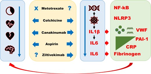Anti-inflammatory drugs and ischaemic heart disease. Colchicine, canakinumab, and aspirin (but not low-dose methotrexate) have shown efficacy in preventing major adverse cardiovascular events in phase III trials of patients with ischaemic heart disease (left blue arrow). These three agents inhibit the inflammatory cascade at various levels, from the NLRP3 inflammasome to interleukin-1β and interleukin-6 (right blue arrow). Their administration leads to significant reductions in circulating levels of C-reactive protein and of prothrombotic factors such as fibrinogen and—presumably—plasminogen activator inhibitor type 1 and von Willebrand factor. A phase III trial is planned with ziltivekimab in patients at high atherothrombotic risk. CRP, C-reactive protein; IL, interleukin; NF-kB, nuclear transcription factor-kB; NLRP3, nod-like receptor pyrin domain containing protein-3; PAI-1, plasminogen activator inhibitor type 1; VWF, von Willebrand factor.