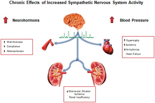 The chronic effects of increased sympathetic activity cause organ damage, dictated by the increase in the vascular wall thickness which in turn leads to an increase in resistance and an acceleration of atherosclerosis. This cascade of events involves parietal hypertrophy with reduced ventricular compliance leading to heart failure and arrhythmias such as atrial fibrillation. All these changes also lead to a reduction in renal function.
