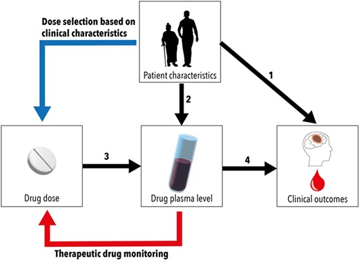 Relations between drug dose and clinical outcomes are influenced by patient characteristics and drug pharmacokinetics. Patient characteristics affect clinical outcomes directly (1) as well as indirectly, by influencing drug pharmacokinetics (2). The choice of drug dose determines drug plasma levels (3). This relation between drug dose and plasma levels can be predictable or unpredictable. The relation between plasma level and outcomes, e.g. efficacy and safety of a drug, determines the therapeutic range (4). In drugs with predictable pharmacokinetics, dose selection can be based on clinical characteristics (blue line). In drugs with unpredictable pharmacokinetics, therapeutic drug monitoring can be required to adapt the dose in order to maintain plasma levels in therapeutic range (red line).