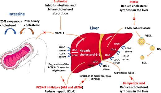 Main agents available for LDL-cholesterolreduction. AM, monoclonal antibodies; HMG-CoA hydroxymethylglutaryl-CoA; IDL, intermediate density lipoprotein; LDL, low-density lipoprotein; LDL-R, LDL receptor; NPC1L1, Niemann-Pick C1-Like 1; siRNA, small interfering RNA; VLDL, very low-density lipoprotein.