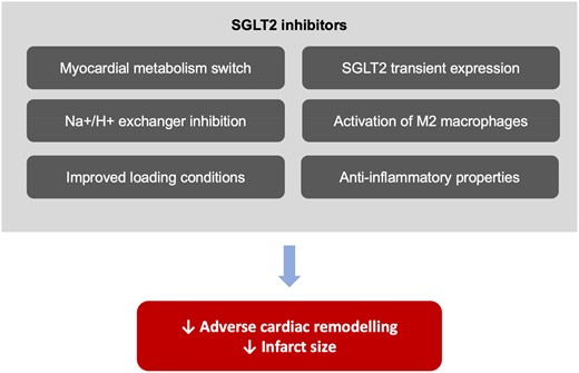 Proposed cardio-protective mechanism of sodium–glucose co-transporter 2 inhibitors in patients with acute myocardial infarction. SGLT2, sodium–glucose co-transporter 2.