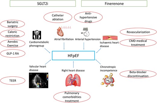 Representation of different phenotypes and conditions associated with heart failure with preserved ejection fraction with the relative treatments. Sodium glucose cotransporter 2 inhibitors and finerenone may have a beneficial effect in all heart failure with preserved ejection fraction patients, while other treatments should be targeted on the patient’s phenotype. CMD, coronary microvascular dysfunction; FMR, functional mitral regurgitation; GLP-1 RA, glucagon-like peptide-1 receptor agonist; SGLT2i, sodium glucose cotransporter 2 inhibitors; STR, secondary tricuspid regurgitation; TEER, transcatheter edge-to-edge repair.