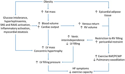 Schematic representation of the vicious circle leading to heart failure with preserved ejection fraction in obese patients. HF, heart failure; LV, left ventricle; PCWP, pulmonary capillary wedge pressure; RAAS, renin angiotensin aldosterone system; RAP, right atrial pressure; RV, right ventricle; SNS, sympathetic nervous system.