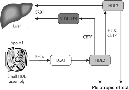 Figure 3 Small HDL particles are assembled within the mitochondria. Increased understanding of the process by which these particles are transported and metabolized has identified potential therapeutic targets for cardiovascular protection. Apo A1, apolipoprotein A1; SRB 1, scavenger receptor B-1; VLDL, very low density lipoprotein.