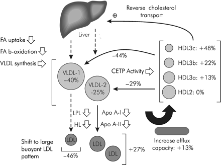 Figure 4 Action of ciprofibrate in patients with combined hyperlipidaemia.7 The drug induces preferential reduction in atherogenic apoB-containing lipoprotein subclasses, i.e. large VLDL-1, small VLDL-2, and dense LDL subspecies, and in CETP-mediated cholesteryl ester transfer from HDL to VLDL subfractions. There is also significant increase in HDL-3 levels. (Adapted with permission from Guerin et al.7)
