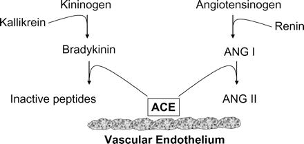 Schematic diagram of the renin–angiotensin system and kallikrein–kinin system. Angiotensin-converting enzyme is strategically poised to regulate the balance between Ang II and bradykinin. ACE, angiotensin-converting enzyme; Ang, angiotensin. Reproduced with permission from Figure 1.51