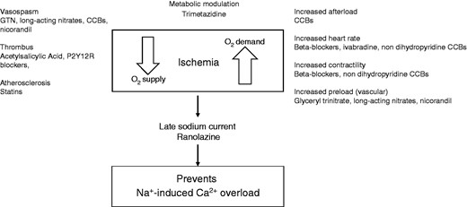Supply and demand mismatch, and therapeutic targets in angina (elaborated from Montalescot et al.).1