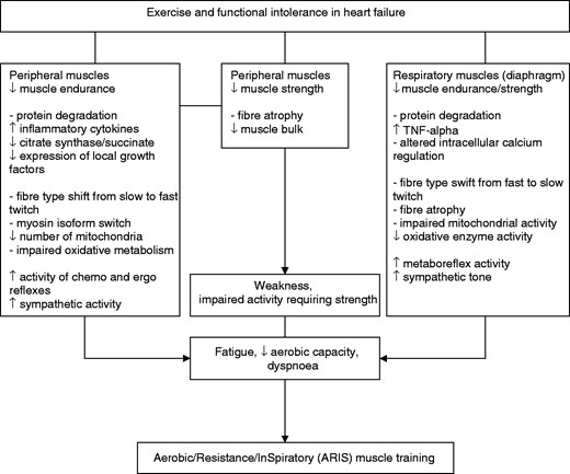 The ‘aerobic/resistance/inspiratory muscle training hypothesis in heart failure’: exercise and functional intolerance are associated not only with reduced muscle endurance, but also with reduced muscle strength and decreased inspiratory muscle function, contributing to weakness, dyspnoea, fatigue and low aerobic capacity. Combined aerobic/resistance/inspiratory muscle training may result in maximal exercise pathophysiological and functional benefits in heart failure patients.