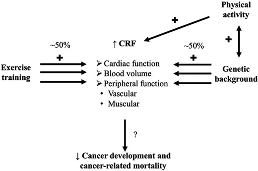 Representation of the relation between cardiorespiratory fitness (CRF) and its determinants, and cancer/cancer-related mortality.