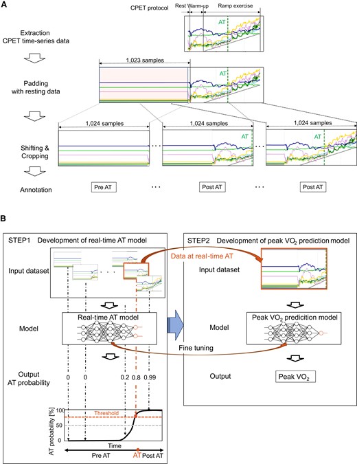 Data pre-process and deep-learning models for anaerobic threshold and peak oxygen uptake prediction from cardiopulmonary exercise testing data. (A) The pre-processing flow of the input data for real-time anaerobic threshold model. The head of each time-series data was padded with the 1023 samples at the resting data. The data were cropped with a fixed window of 1024 samples and shifted one by one for real-time analysis. The cropped data were annotated with the corresponding labels indicating whether the end of the data reached anaerobic threshold (post-anaerobic threshold) or not (pre-anaerobic threshold). (B) The left panel shows the real-time anaerobic threshold model, which calculates the probability that the end of the cropped data will exceed the anaerobic threshold. Using this model, real-time anaerobic threshold is determined at the time when this probability first reached a threshold. The right panel shows the peak oxygen uptake prediction model, which directly calculates the value of peak oxygen uptake from the data at real-time anaerobic threshold. This model has the same structure as the real-time anaerobic threshold model except for the output.