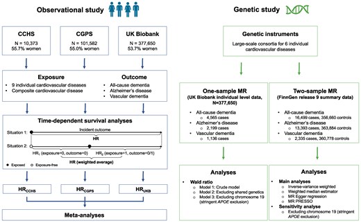 Study design. We performed observational and genetic studies. Observational studies were carried out in three prospective cohorts, respectively, using time-dependent survival analysis, where the follow-up time for each patient is divided into different time windows according to the status of the exposure. For each time window, a separate Cox analysis is carried out using the value of the time-dependent cardiovascular diseases at the beginning of that specific time window. Subsequently, a weighted average of all the time window-specific results is computed. Estimates from individual cohorts were meta-analysed using both random- and fixed-effects models. In genetic analyses, we performed one-sample Mendelian randomization using individual-level data from the UK Biobank and two-sample MR using summary statistics from the FinnGen study. CCHS, Copenhagen City Heart Study; CGPS, Copenhagen General Population Study; HR, hazard ratio; MR, Mendelian randomization. Figure is made with BioRender.