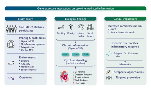 慢性ストレスが潜在的な炎症を引き起こし、心臓を損傷する可能性 (Chronic stress may trigger hidden inflammation that damages the heart) 慢性ストレスが潜在的な炎症を引き起こし、心臓を損傷する可能性 (Chronic stress may trigger hidden inflammation that damages the heart)