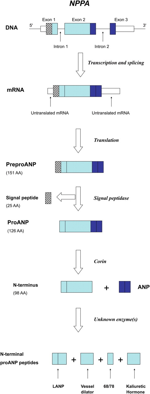 NPPA gene structure and expression. Transcription and translation of its three exons initially yields preproANP, a 151 AA protein. Post-translational modifications generate ANP along with the N-terminal proANP peptides. ANP, LANP, Vessel Dilator, and Kaliuretic Hormone are all felt to have biological activity. Adapted from Vesely. 42