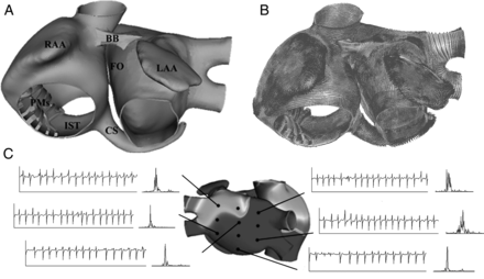 (A) Anterior view of the three-dimensional model of human atria. (B) Orientation of fibres in the model of human atria. (C) Examples of electrograms with their corresponding frequency spectrum, calculated in different points of the atria during atrial fibrillation. RAA and LAA, right and left atrial appendage; BB, Bachmann’s bundle; FO, fossa ovalis; PMs, pectinate muscles; CS, coronary sinus; IST, isthmus.