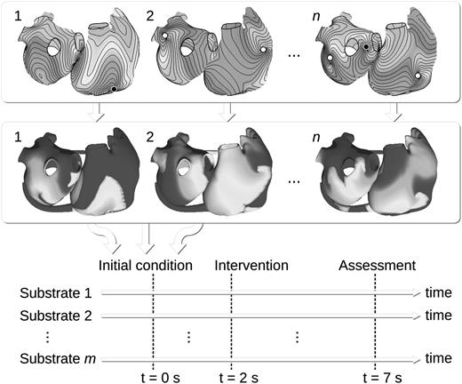 Schematic view illustrating the design of a virtual clinical study. Phase maps are automatically computed (top panel) and n initial conditions are generated (middle panel). Simulations are run for m different sets of substrate properties, starting from each of the n initial conditions. All m × n simulations involve an intervention to be tested (e.g. channel blockade). The outcome is assessed at the end of the simulation.