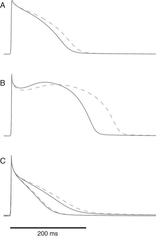 Action potentials in each substrate during paced rhythm at 120 b.p.m. before (solid lines) and after (dashed lines) IKr channel blockade. (A) Kharche substrate; (B) Gong substrate; (C) Kneller substrate; since this substrate is heterogeneous, the action potentials with the shortest and the longest duration are displayed.