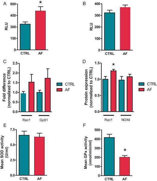 Disrupted oxidant and anti-oxidant properties during AF. (A) NADPH oxidase stimulated and (B) basal superoxide production in atrial tissue homogenates from CTRL and AF. Results are expressed as relative luminescent units (RLU). (N = 6 in both groups). (C) mRNA expression level of NADPH oxidase activator Rac1 and the subunit Gp91 of the NADPH oxidase complex in atrial tissue of CTRL and AF (N = 20 in both groups). Data are normalized to expression levels of CTRL. (D) Protein expression of Rac1 and NOX4 in atrial tissue homogenates in CTRL and AF (CTRL N = 6, AF N = 5). Data are normalized to expression levels of CTRL. (E) Activity of SOD and (F) GPx in atrial tissue homogenates. Data are expressed as units/mL and nmol/mL homogenate, respectively (CTRL N = 8, AF N = 11). *P < 0.05.