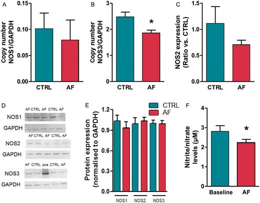 Decreased NOS expression in atrial tissue of AF. mRNA expression level of NOS1 (A), NOS3 (B), and NOS2 (C) in atrial tissue of CTRL and AF (N = 10 in both groups). Data are normalized to expression levels of GAPDH. (D) Immunoblot and (E) mean signal density for NOS1, NOS2, and NOS3, normalized to expression levels GAPDH, in CTRL (N = 16) and AF (N = 15) samples, including a positive control for NOS3 (‘pos’ in the example shown, tissue homogenate from a NOS3 overexpression mouse29). (F) Nitrite/nitrate levels in venous plasma samples of CTRL and AF (CTRL N = 8, AF N = 11). *P < 0.05.