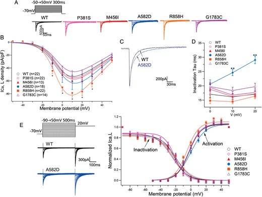 Functional analysis of the mutant Ca2+ channels. (A) Whole-cell current recordings of WT and mutant Ca2+ channels. Peak inward current–voltage relationships were constructed applying 300 ms pulses from a holding potential of −70 mV to potentials ranging from −50 to +50 mV. (B) Peak inward current–voltage relationship. Peak inward currents were normalized to cell capacitance to give a measure of Ca2+ current density. Symbols indicate means of data obtained from 13 to 22 cells. *P < 0.05. (C) Overlapping ICa traces expressing WT and A582D. Currents were elicited from a holding potential of −70 to +10 mV. (D) Time constants for the voltage dependence of inactivation in WT and mutant channels. **P < 0.0001. (E) Inset to the left of graph shows the two-step voltage-clamp protocol for measuring voltage dependence of inactivation. Voltage dependence of steady-state inactivation and activation for WT and mutant channels are plotted against test potentials.