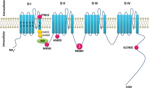 Location of the CACNA1C mutations. Predicted topology of the CaV1.2 (α) subunit. AID, α subunit interaction domain; S, segment; D, domain. Pink filled circles indicate positions of presented mutation. Yellow filled circles denote mutations causing Timothy syndrome. Larger symbols with numbers denote multiple probands with the same mutation.