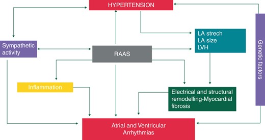 Mechanisms of arrhythmias in hypertension. LA, left atrium; LVH, left ventricular hypertrophy; RAAS, renin-angiotensin-aldosterone system.