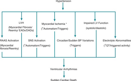 Potential mechanisms of ventricular arrhythmias and sudden cardiac death in hypertensive patients. BP, blood pressure; CAD, coronary artery disease; DADs, delayed afterdepolarizations; EADs, early afterdepolarizations; LV, left ventricular; LVH, left ventricular hypertrophy; RAAS, renin angiotensin aldosterone system; SNS, sympathetic nervous system. * CAD/LVH causing myocardial blood supply and oxygen consumption mismatch/decreased diastolic coronary blood flow causing subendocardial ischemia/microvascular dysfunction.